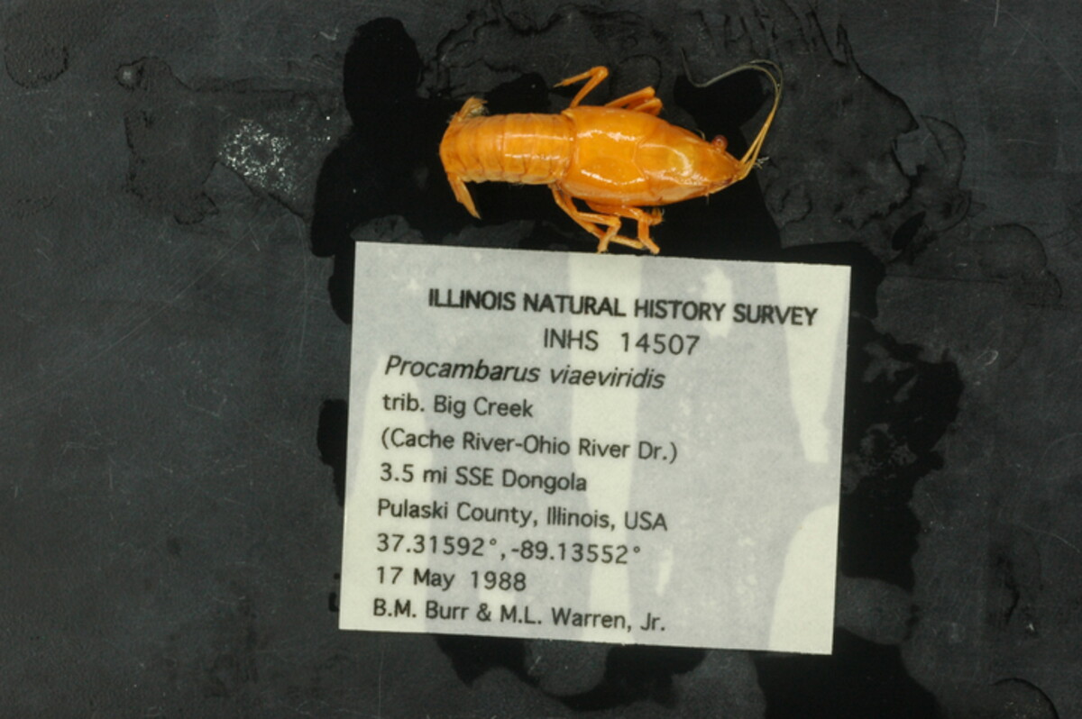 Procambarus (Ortmannicus) image